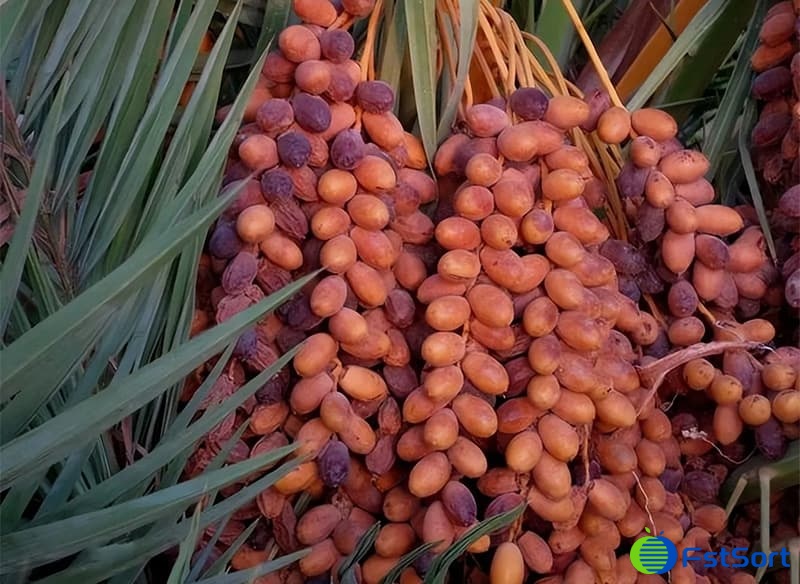 images/1713338985996date plams1.jpg